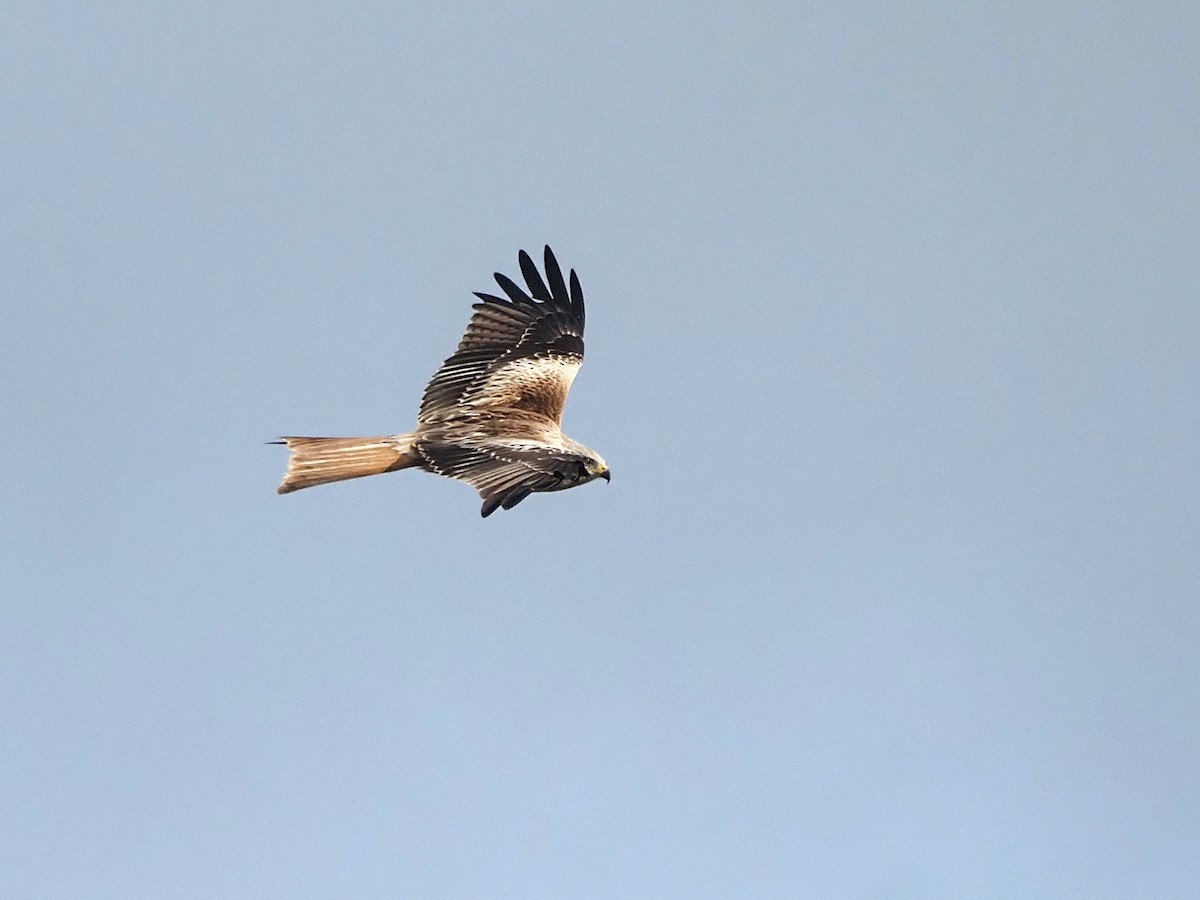 Red Kite - ML646242034