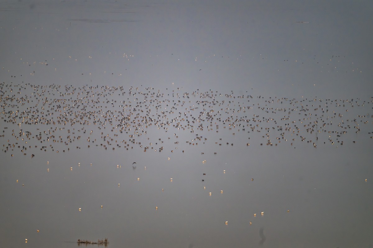 Çamurcun - ML646242039