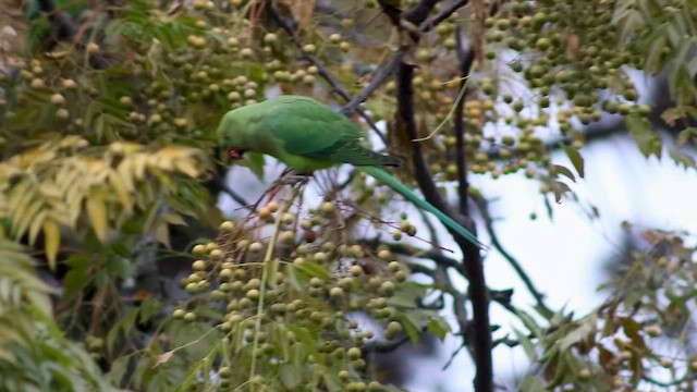 Rose-ringed Parakeet - ML646242040