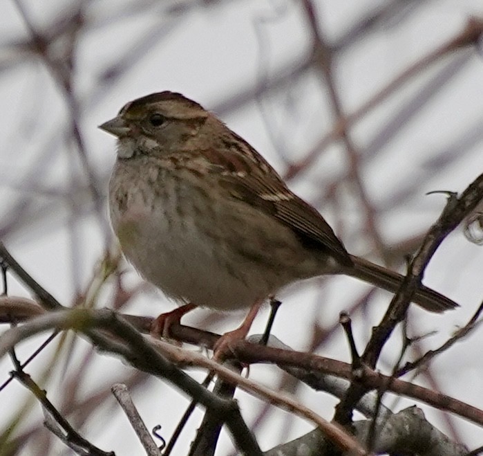 Ak Boğazlı Serçe - ML646242042