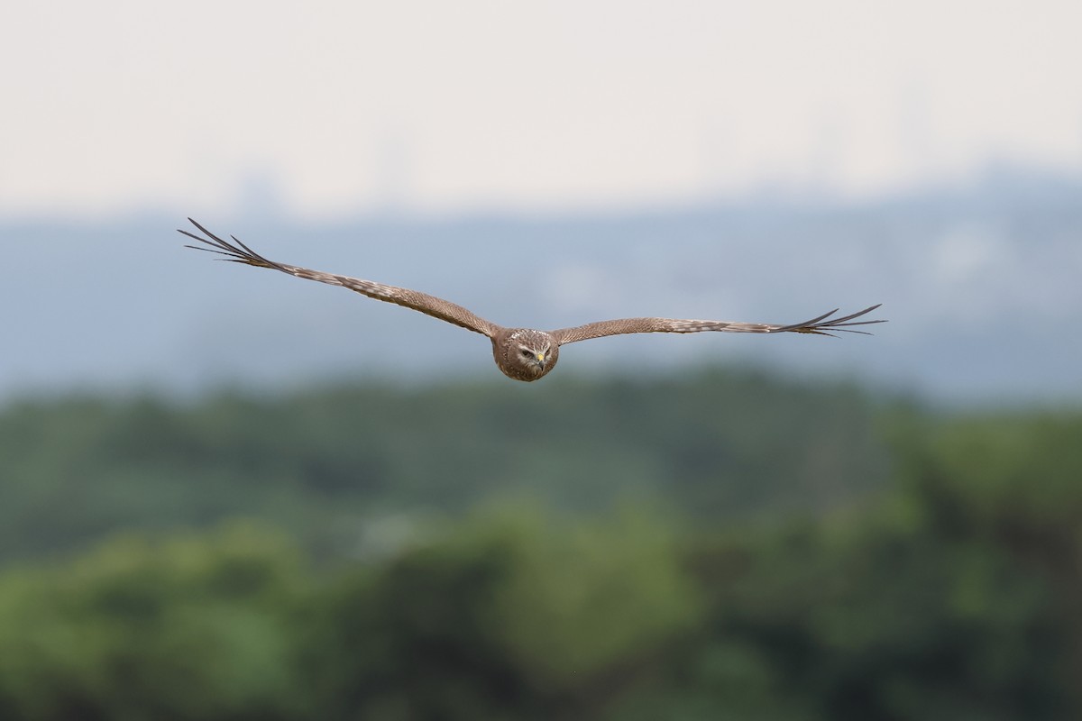 Alaca Delice - ML646242043