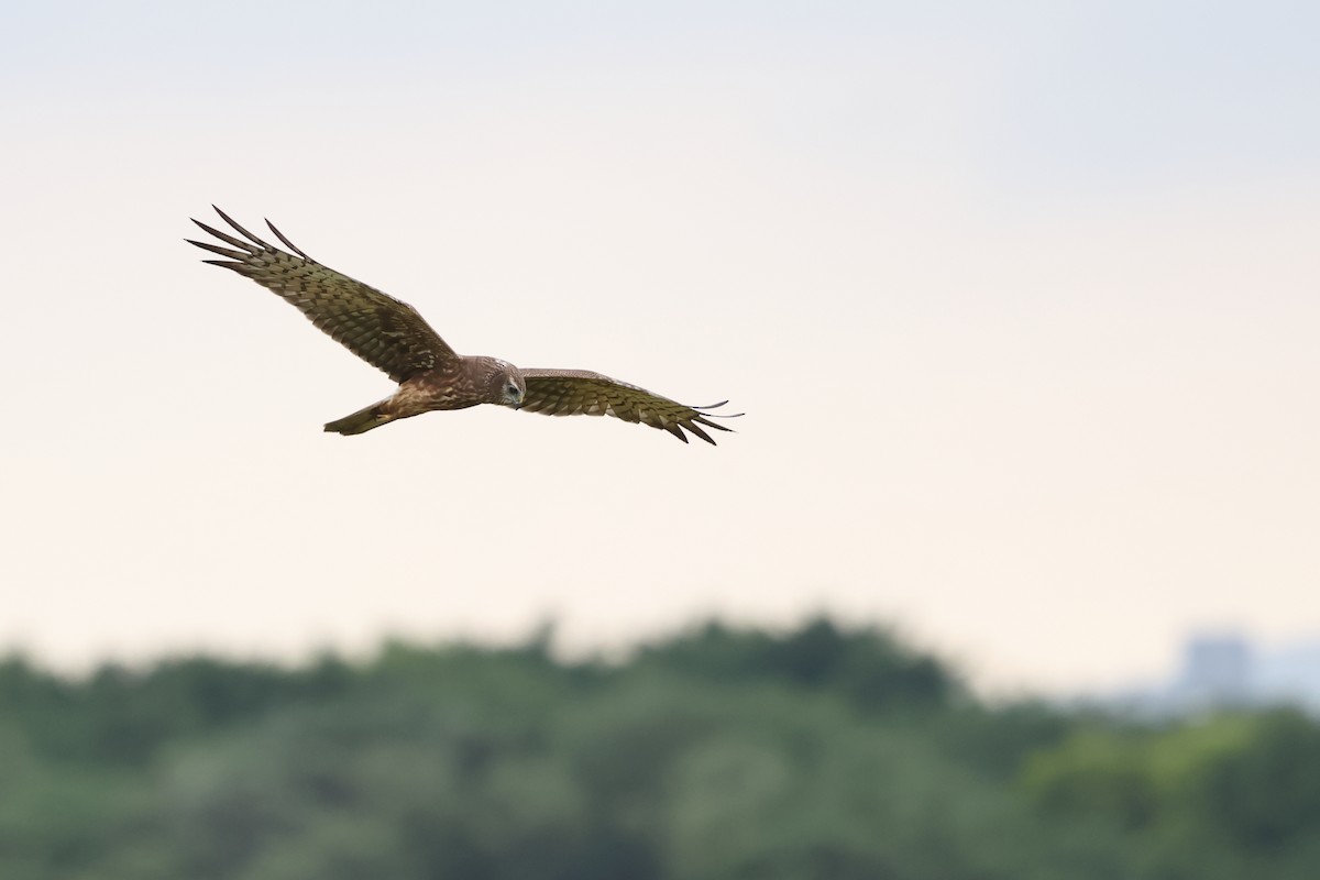 Alaca Delice - ML646242045