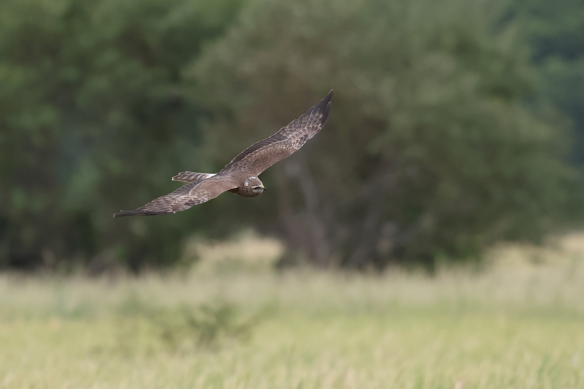 Alaca Delice - ML646242046