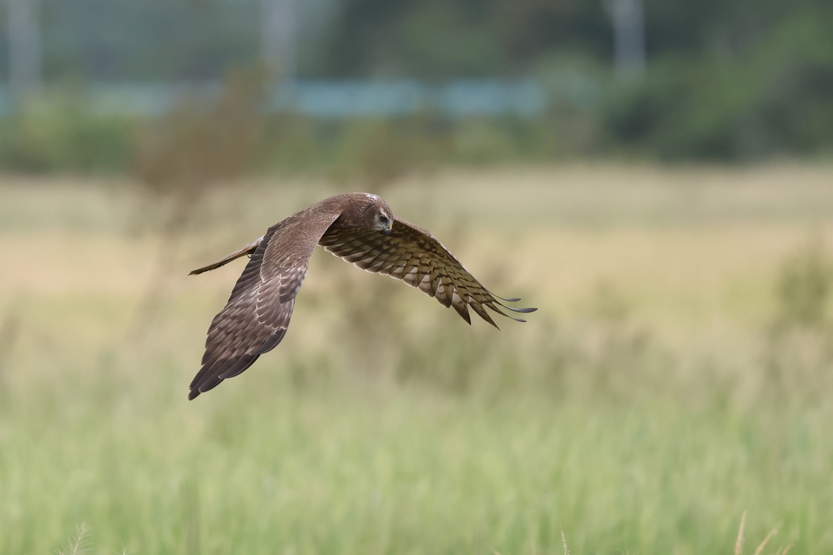 Alaca Delice - ML646242047