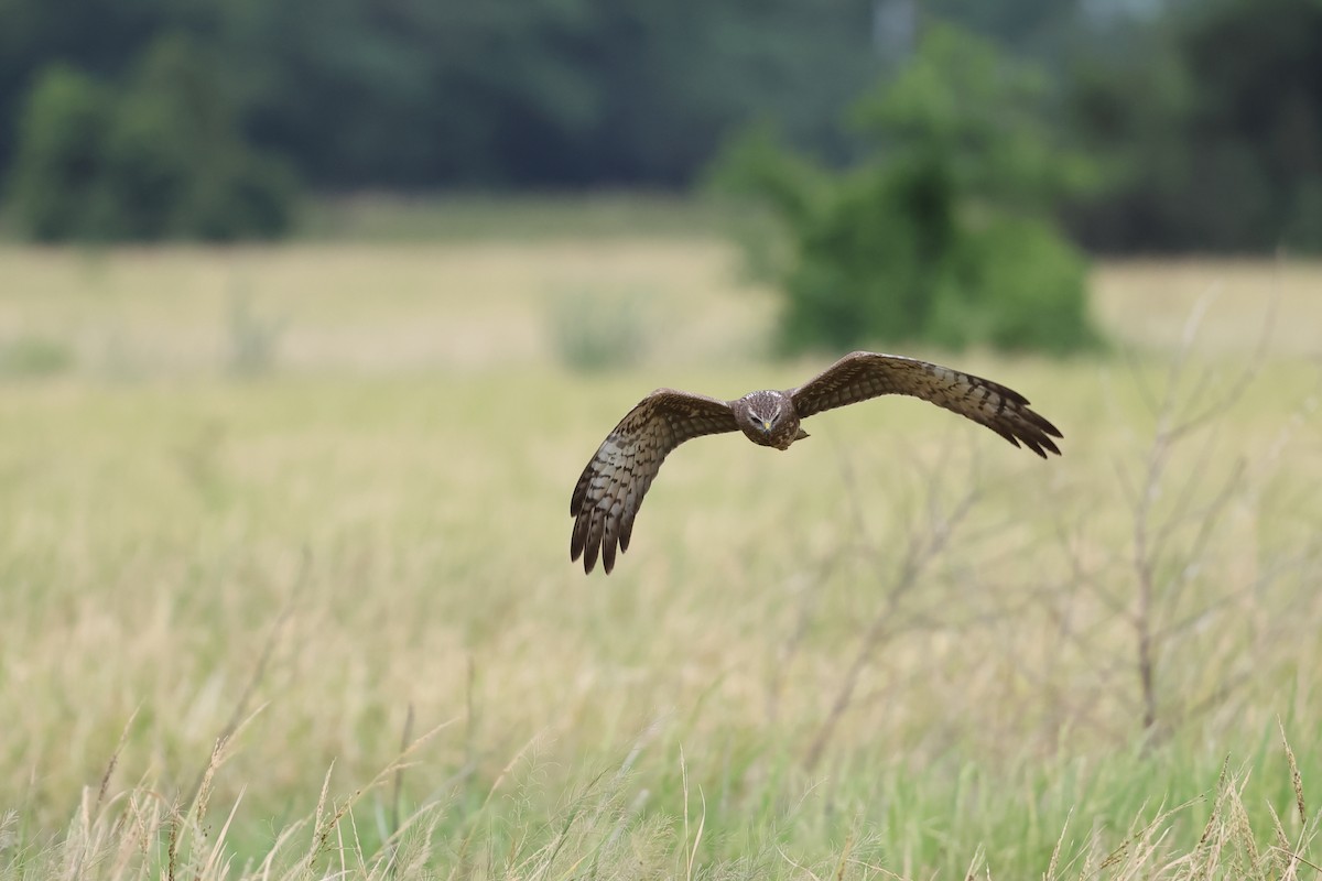 Alaca Delice - ML646242048