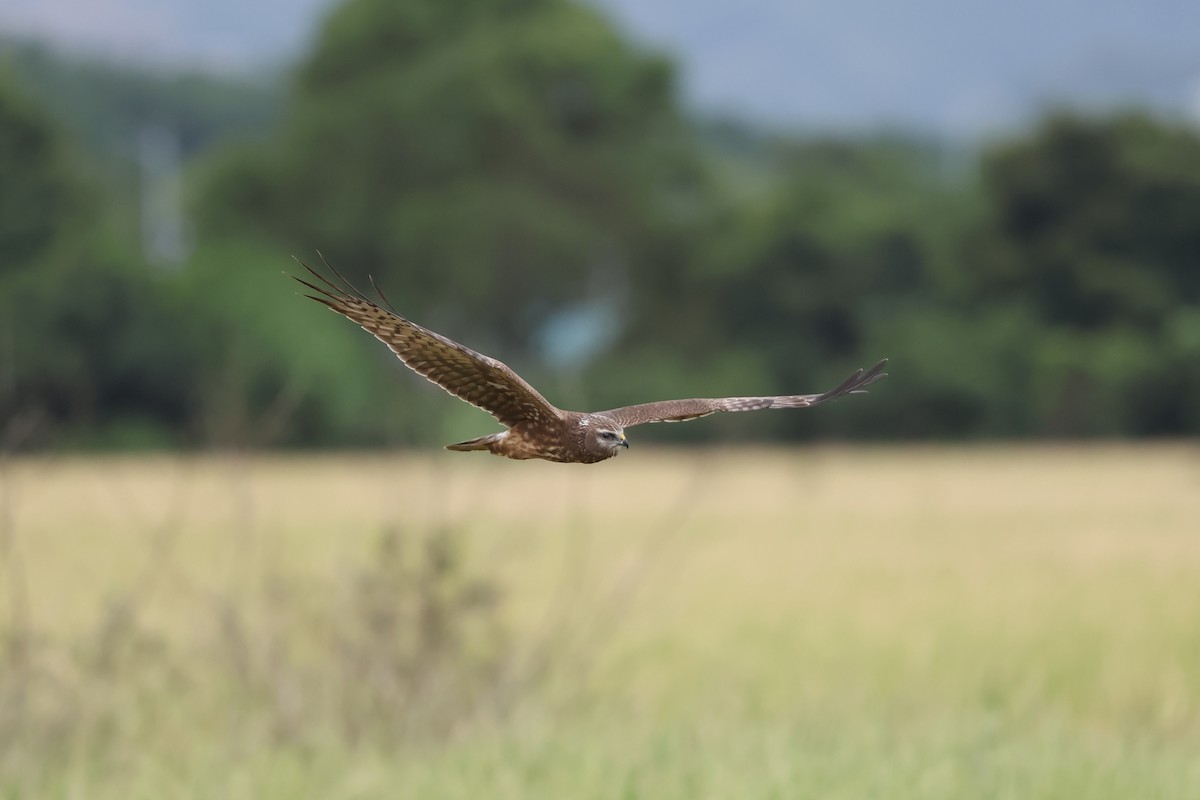 Alaca Delice - ML646242049