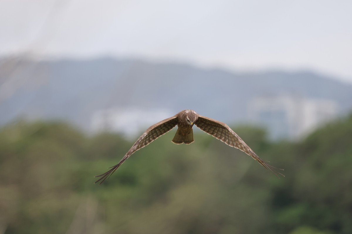 Alaca Delice - ML646242050