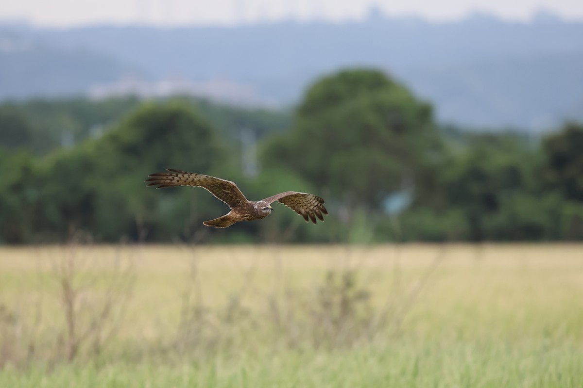 Alaca Delice - ML646242051