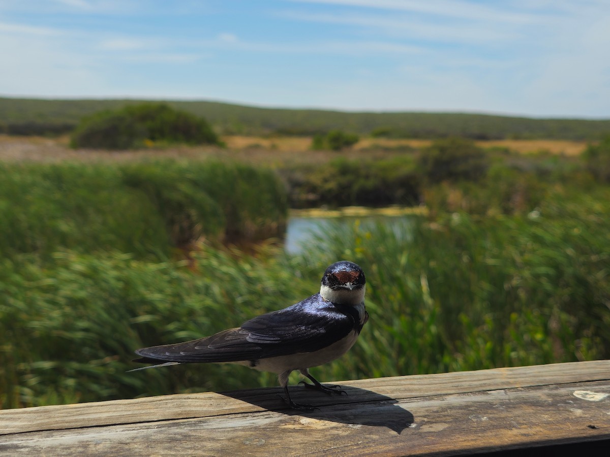 Ak Boğazlı Kırlangıç - ML646242054