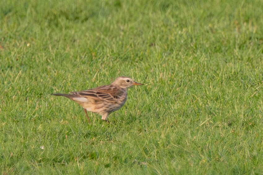 Dağ İncirkuşu - ML646242056