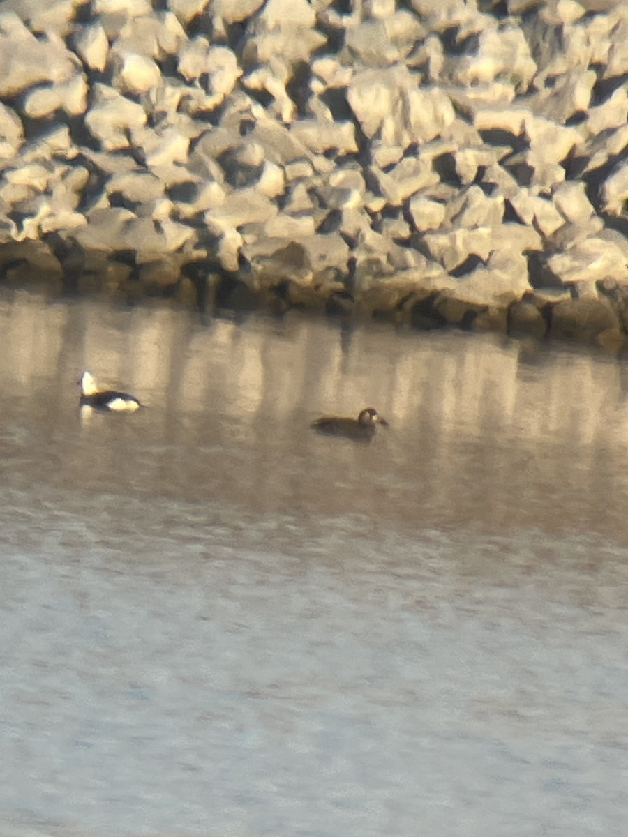 Surf Scoter - ML646242057