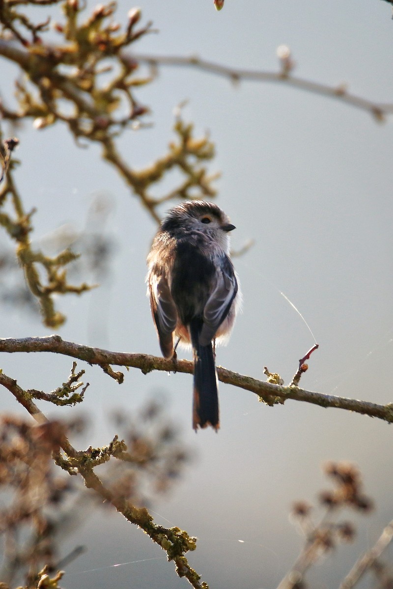 Uzun Kuyruklu Baştankara - ML646242058