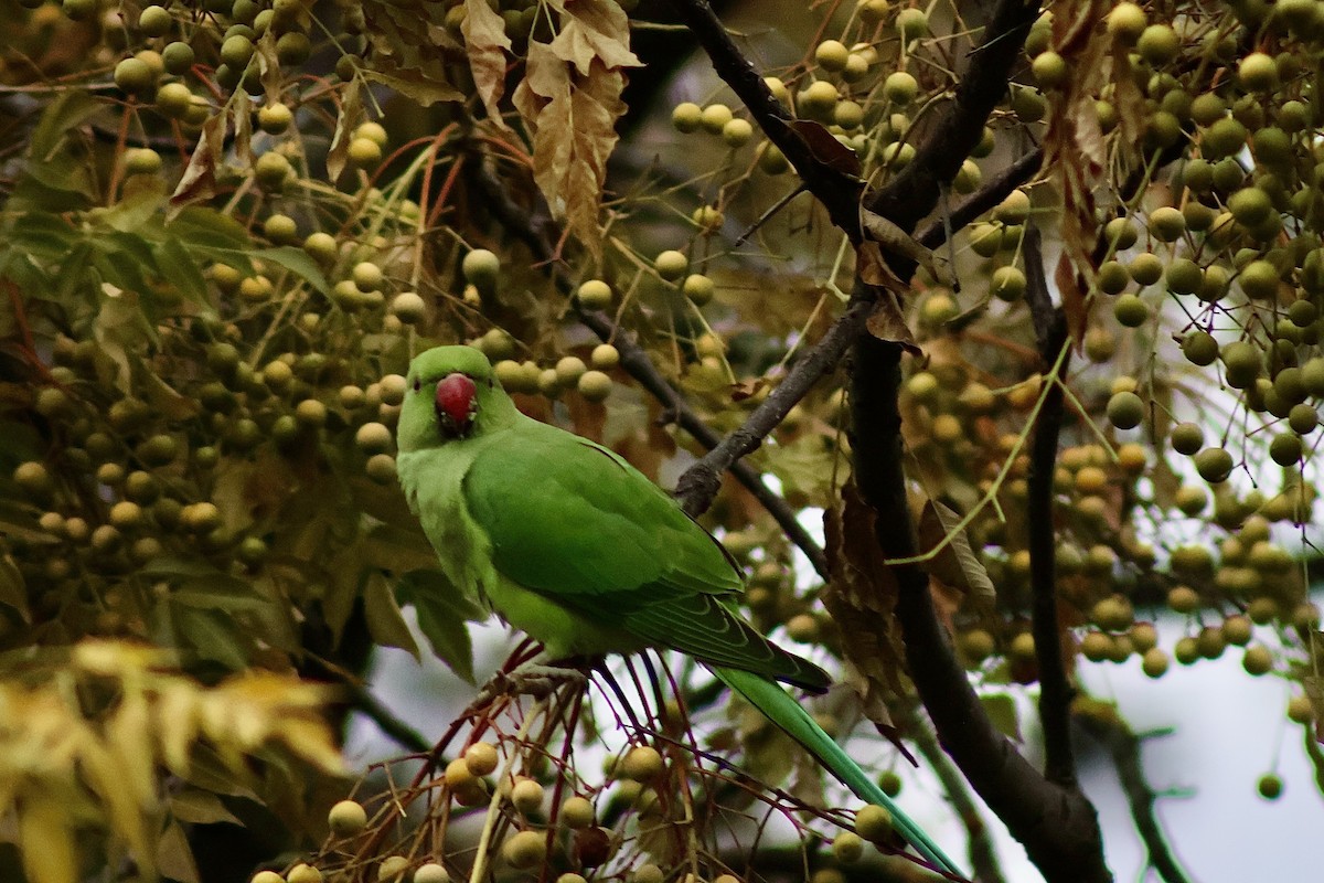 Yeşil Papağan - ML646242059