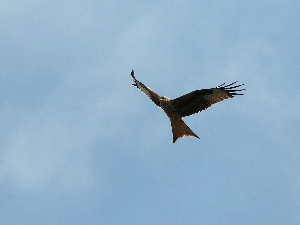 Kızıl Çaylak - ML646242060