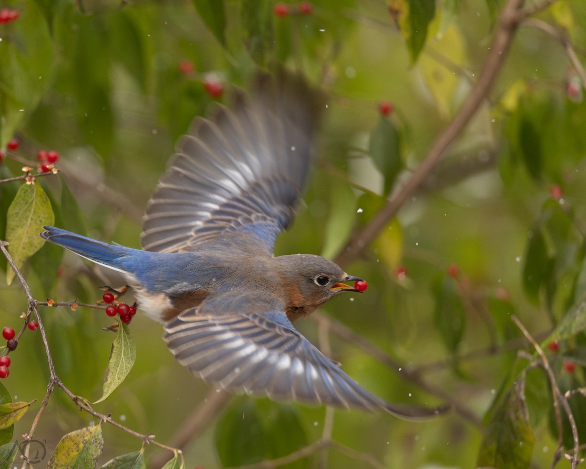 Doğulu Mavi Ardıç - ML646242062