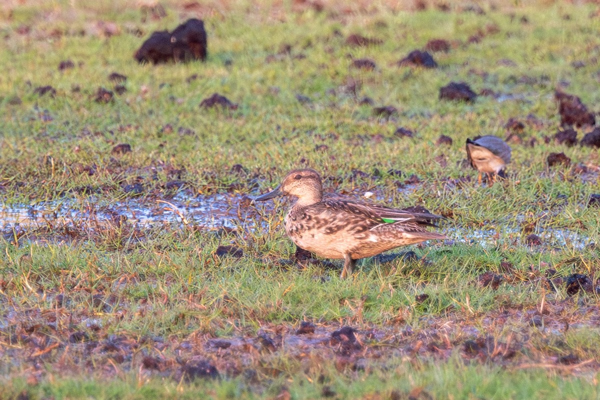 Çamurcun - ML646242063