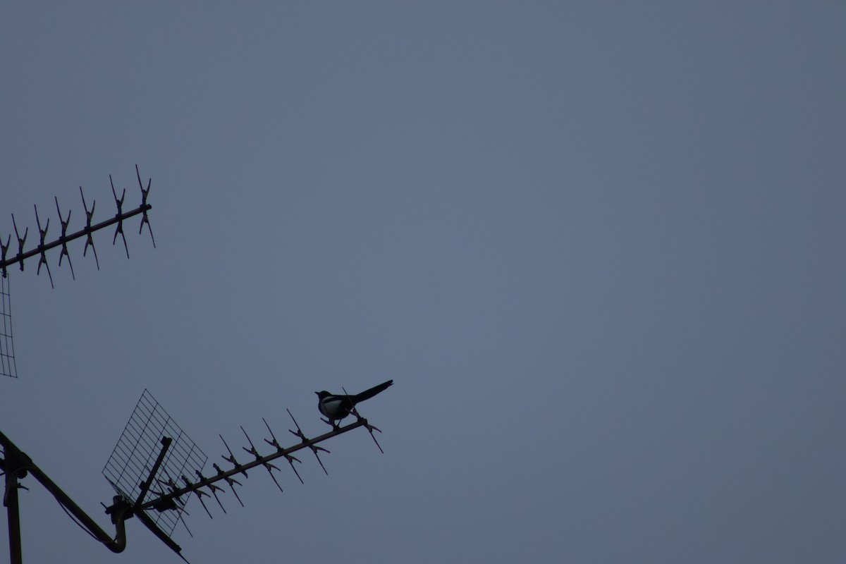 Saksağan - ML646242064