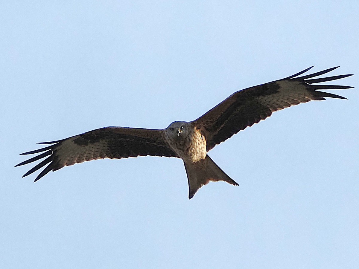 Kızıl Çaylak - ML646242067