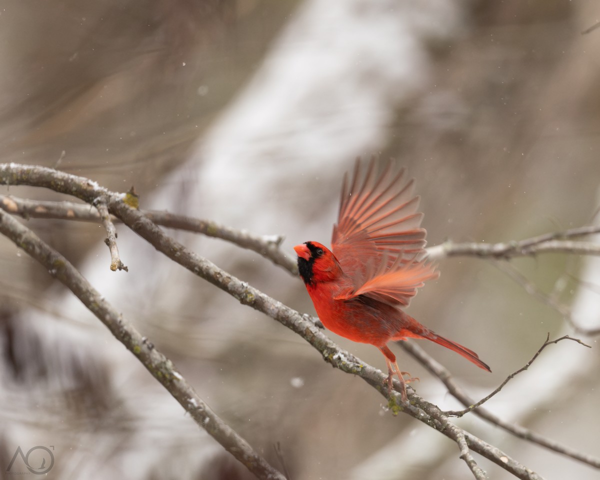 Kırmızı Kardinal - ML646242068