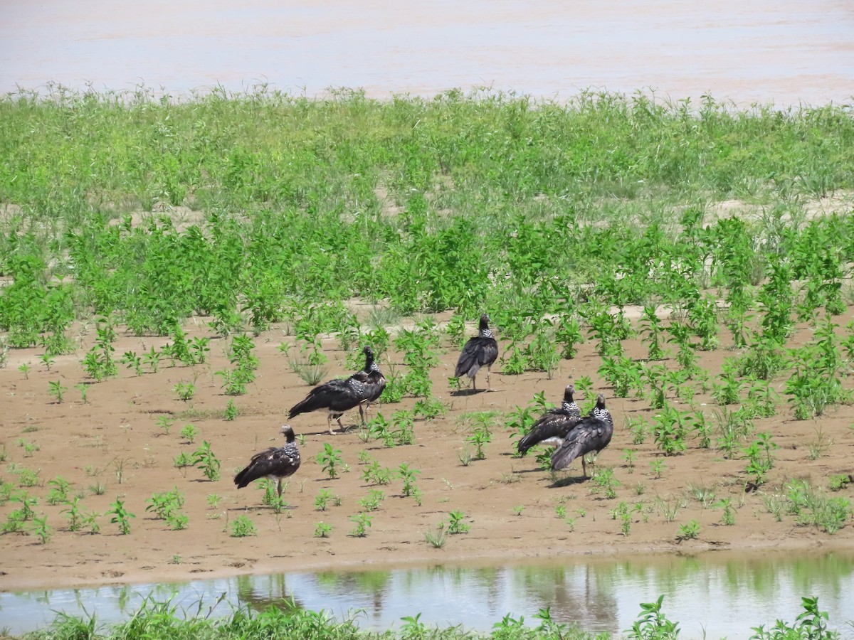 Boynuzlu Figankazı - ML646242069