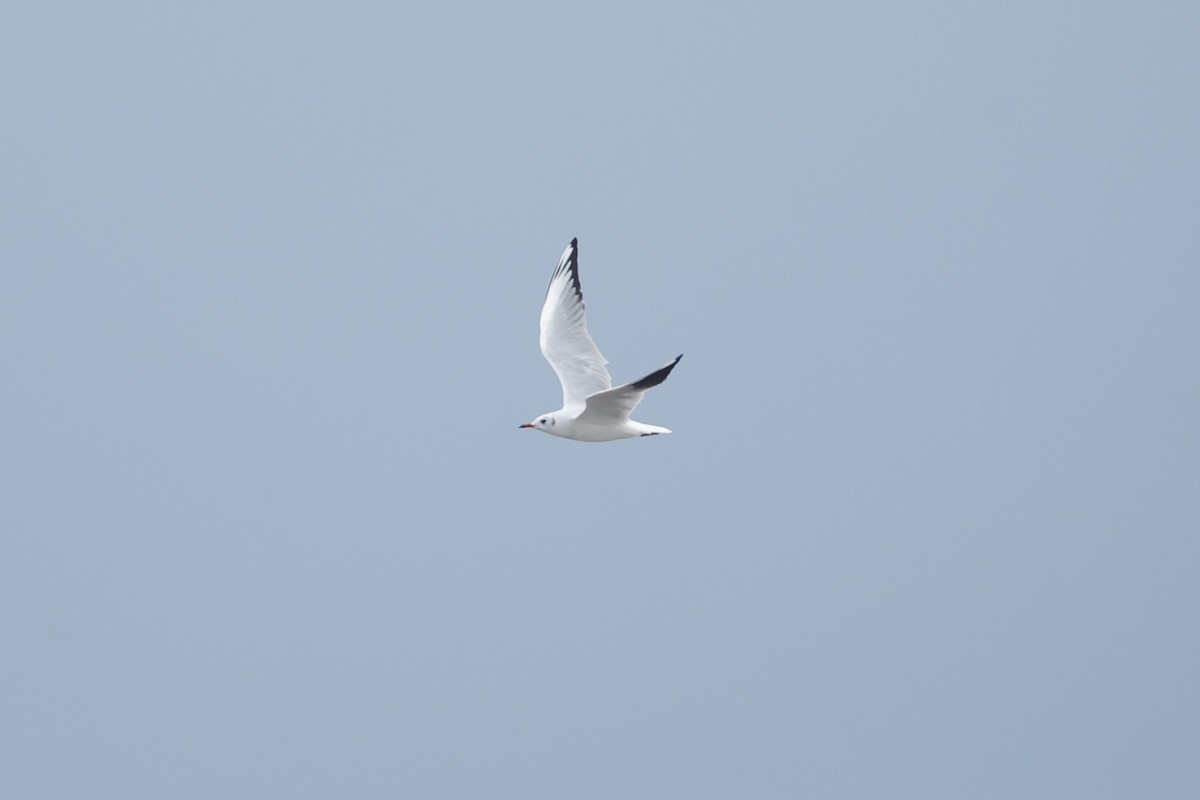 Karabaş Martı - ML646242071