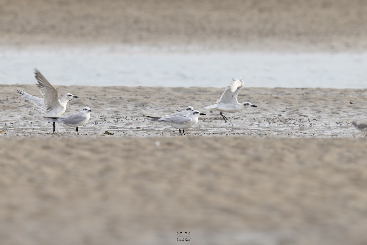 Gülen Sumru - ML646242072