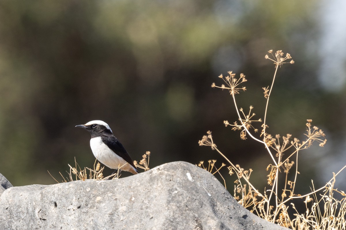 Arabian Wheatear - ML646242073