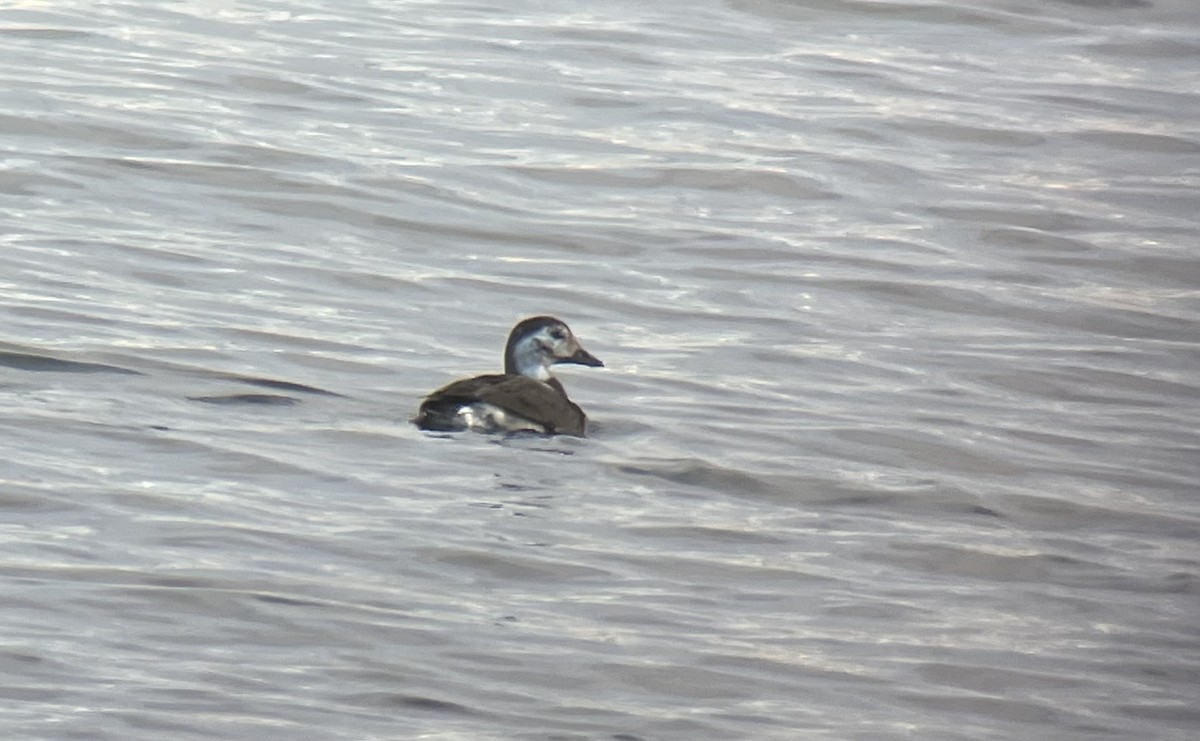 Long-tailed Duck - ML646242075