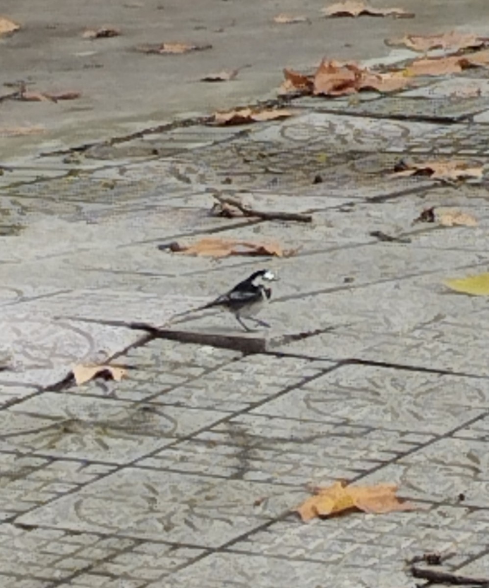 White Wagtail (British) - ML646242078