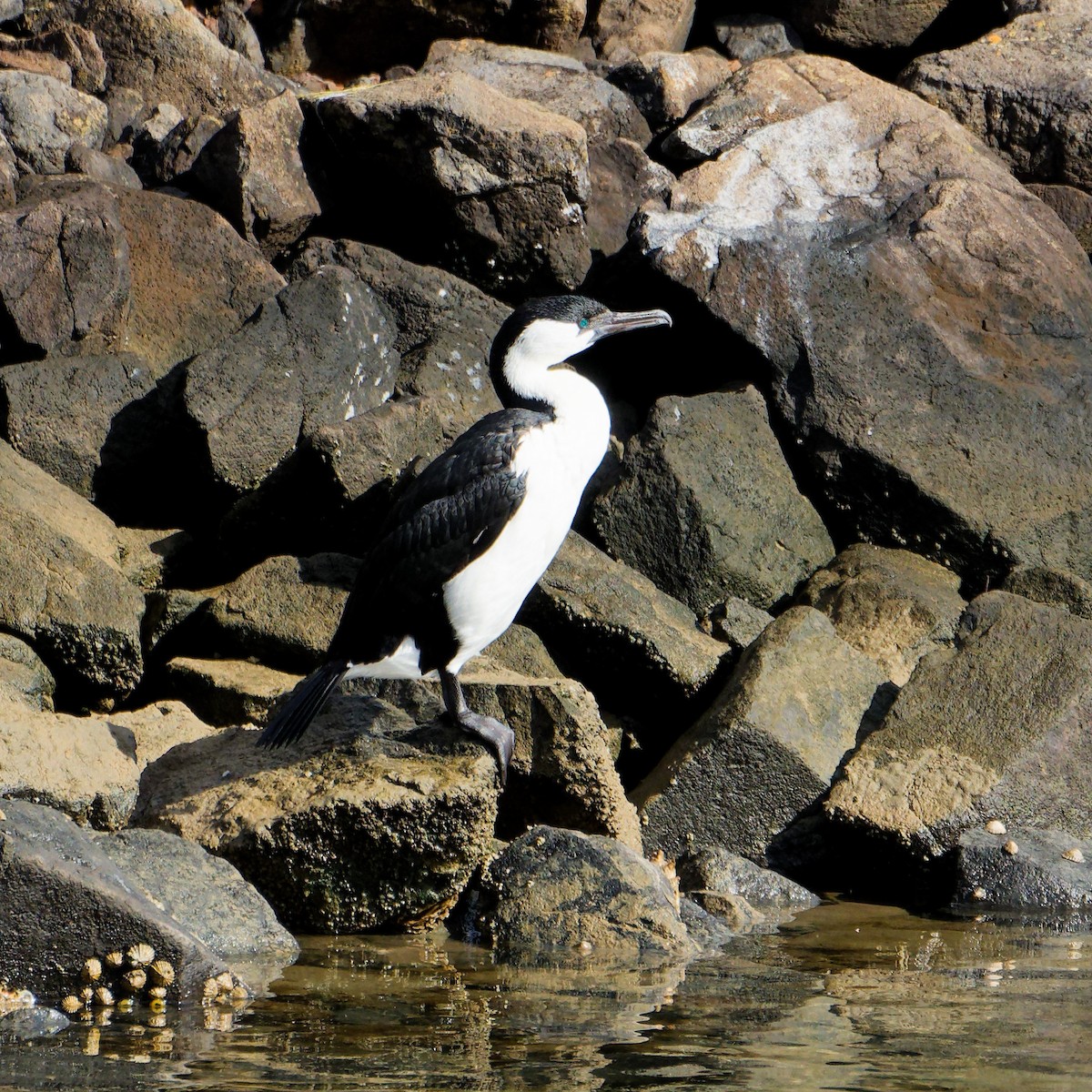 Black-faced Cormorant - ML646242079