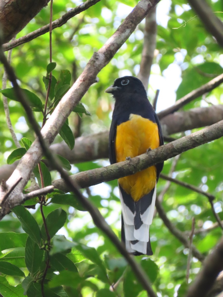 Green-backed Trogon - ML646242085