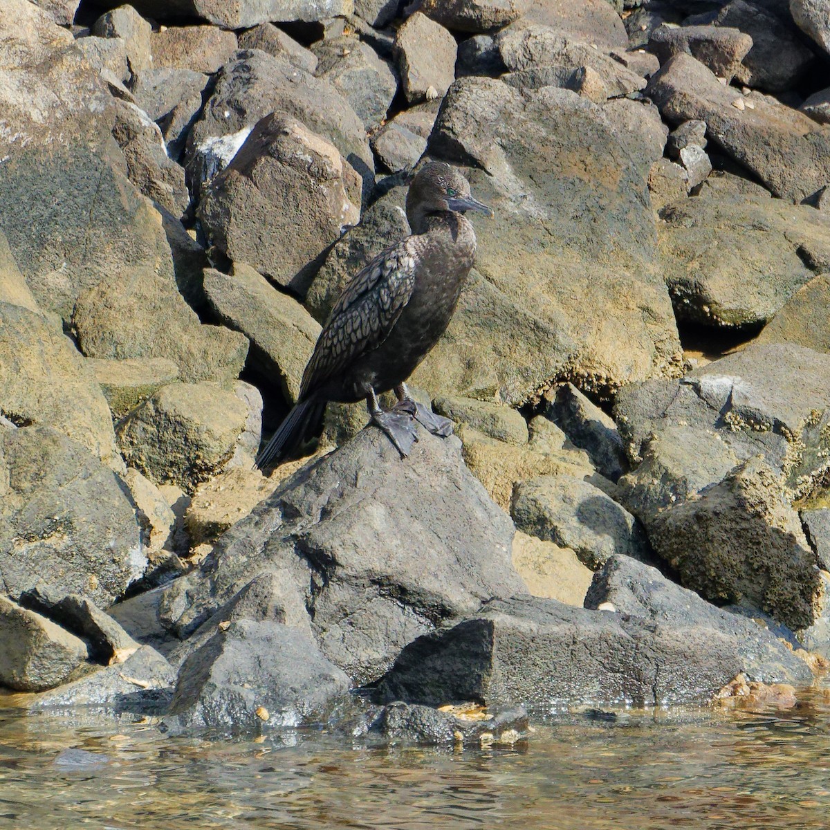 Little Black Cormorant - ML646242088