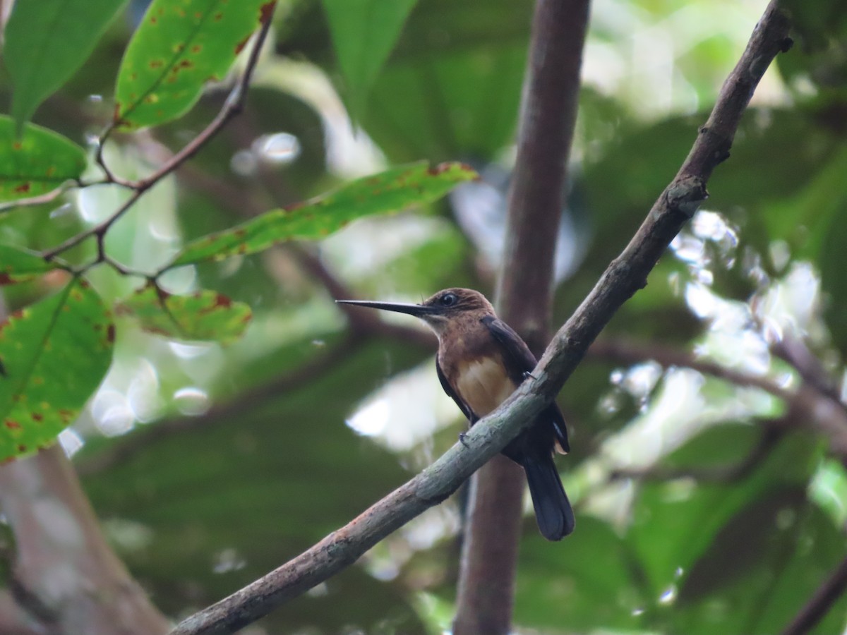 Brown Jacamar - ML646242090