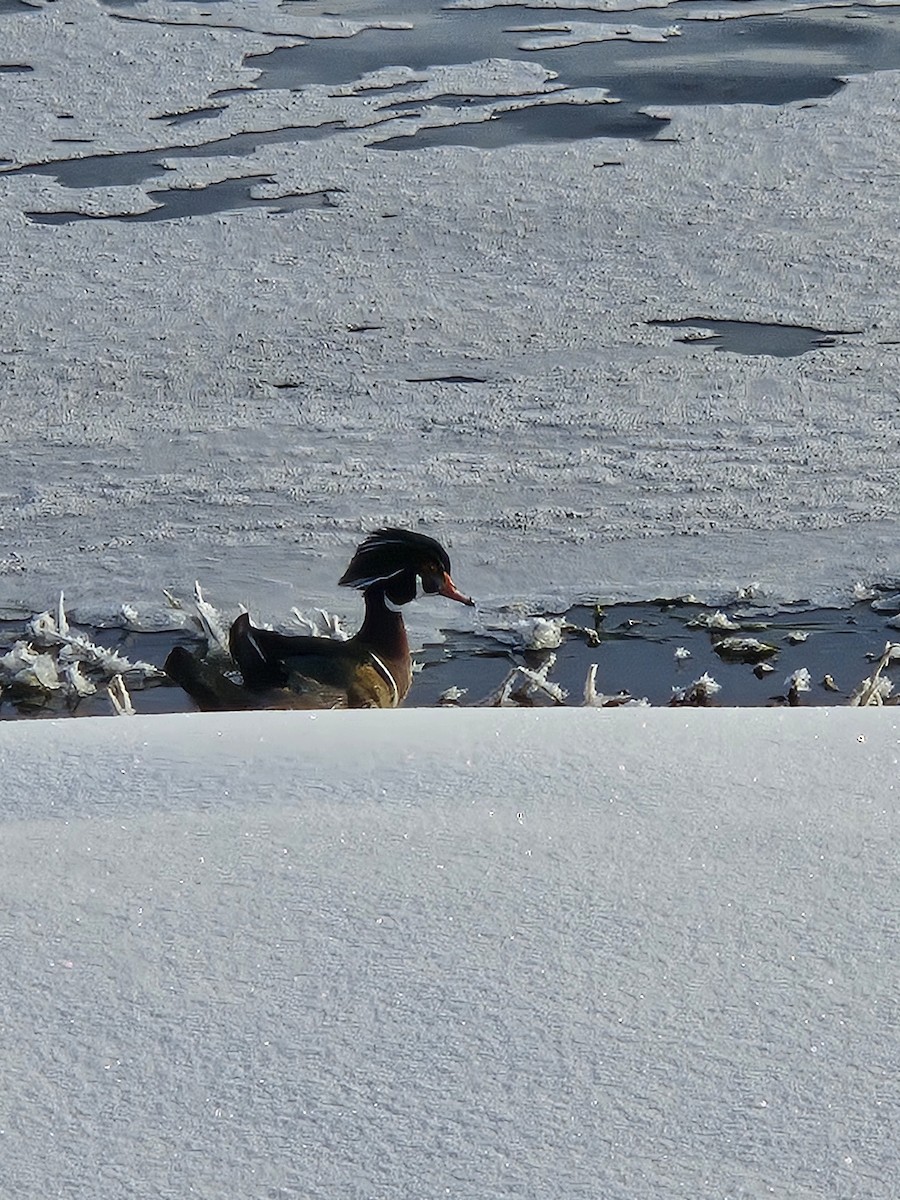 Wood Duck - ML646242092