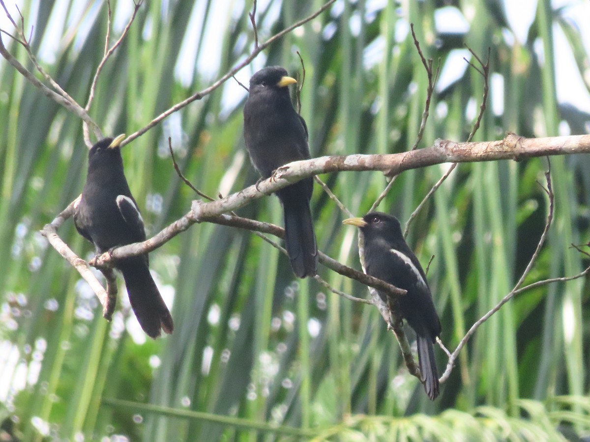 Yellow-billed Nunbird - ML646242107