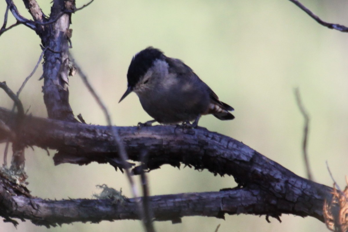 White-breasted Nuthatch (Interior West) - ML646242109