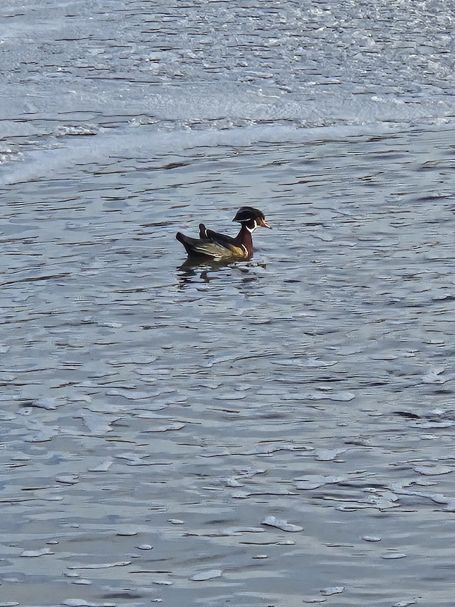Wood Duck - ML646242112