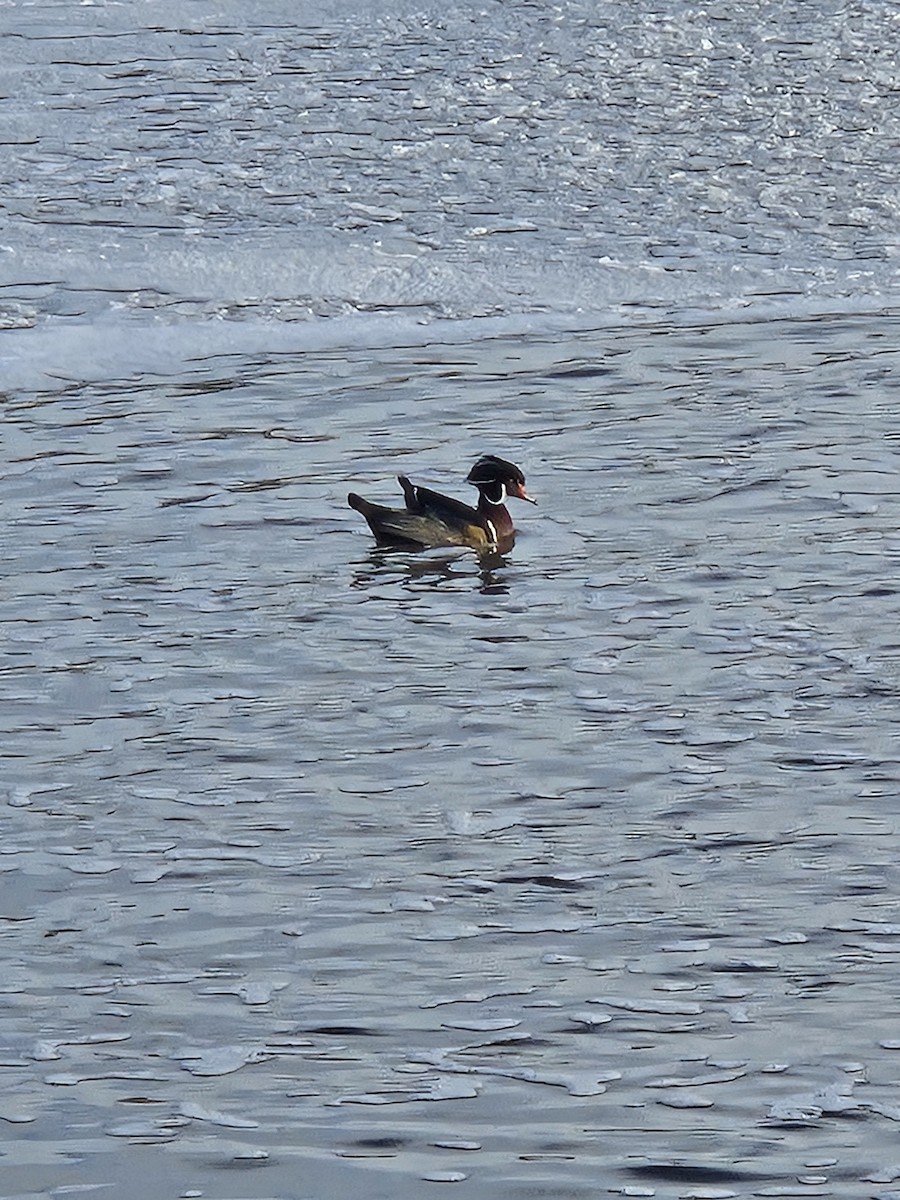 Wood Duck - ML646242113