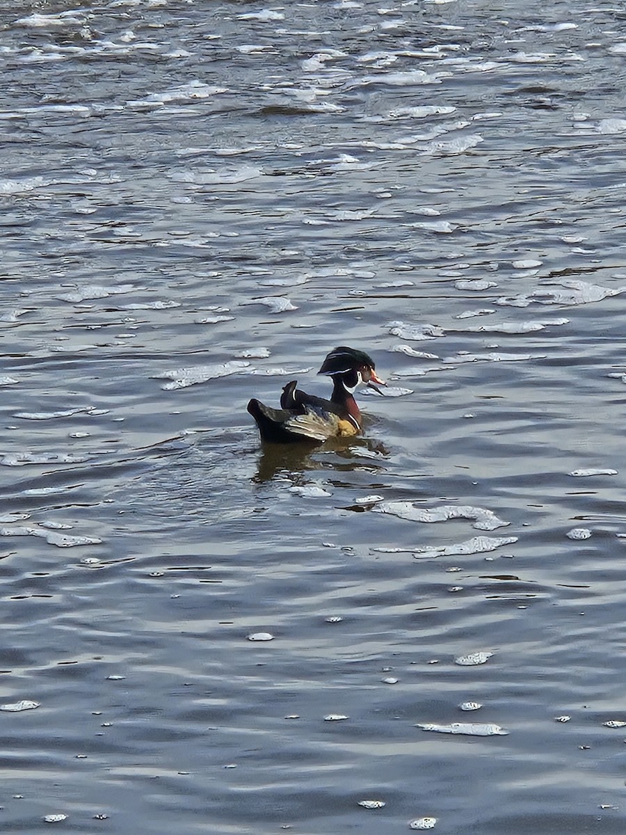 Wood Duck - ML646242114