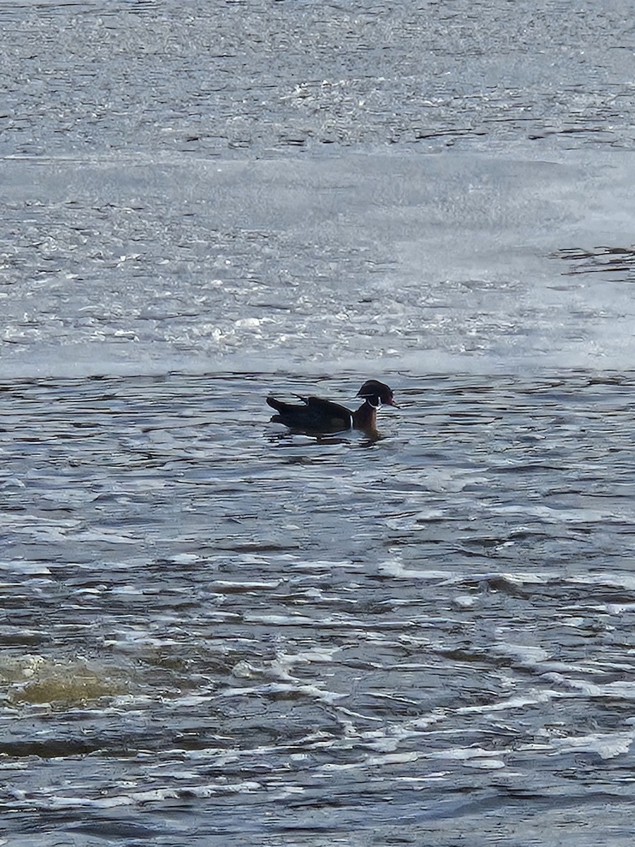 Wood Duck - ML646242115