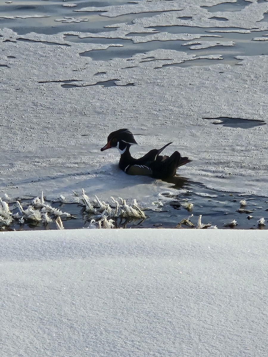 Wood Duck - ML646242116