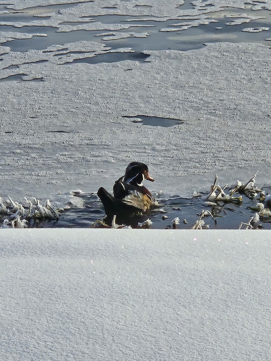 Wood Duck - ML646242117