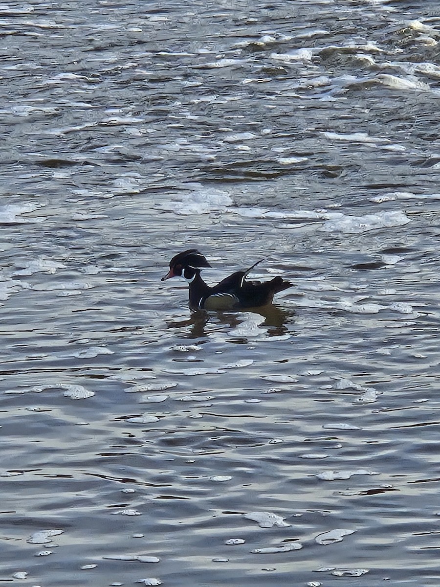 Wood Duck - ML646242118