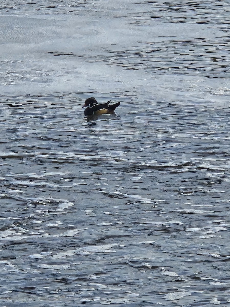 Wood Duck - ML646242119
