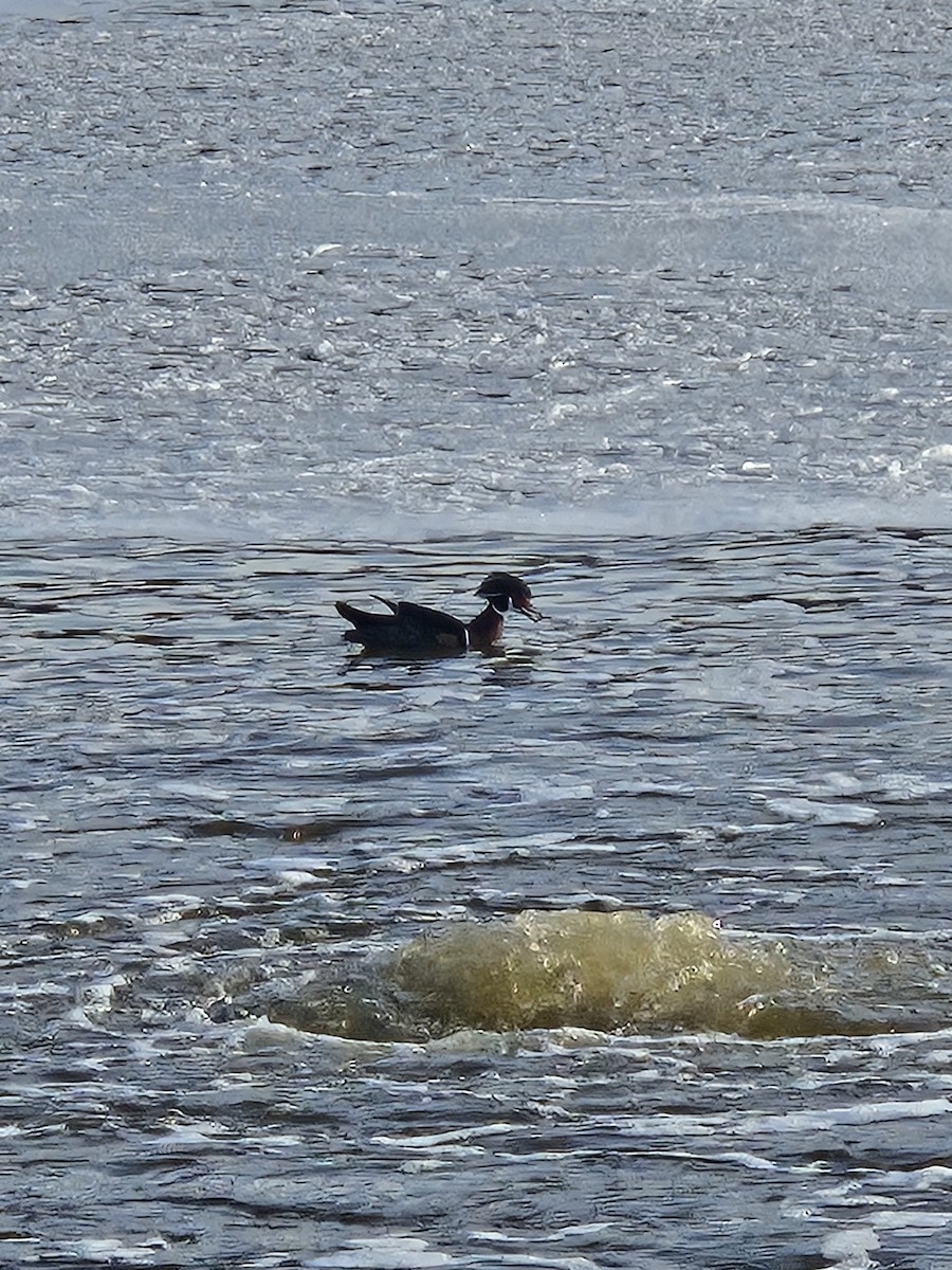 Wood Duck - ML646242120