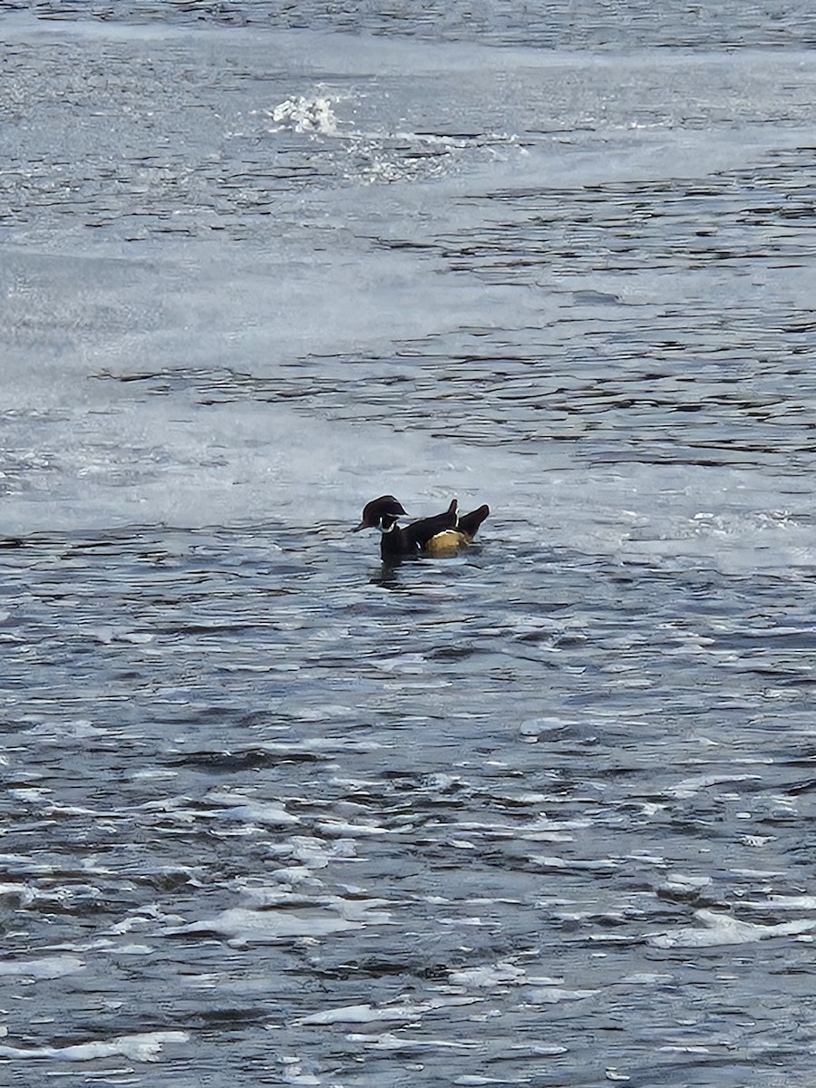Wood Duck - ML646242121