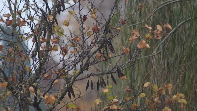 Great Tit - ML646242124