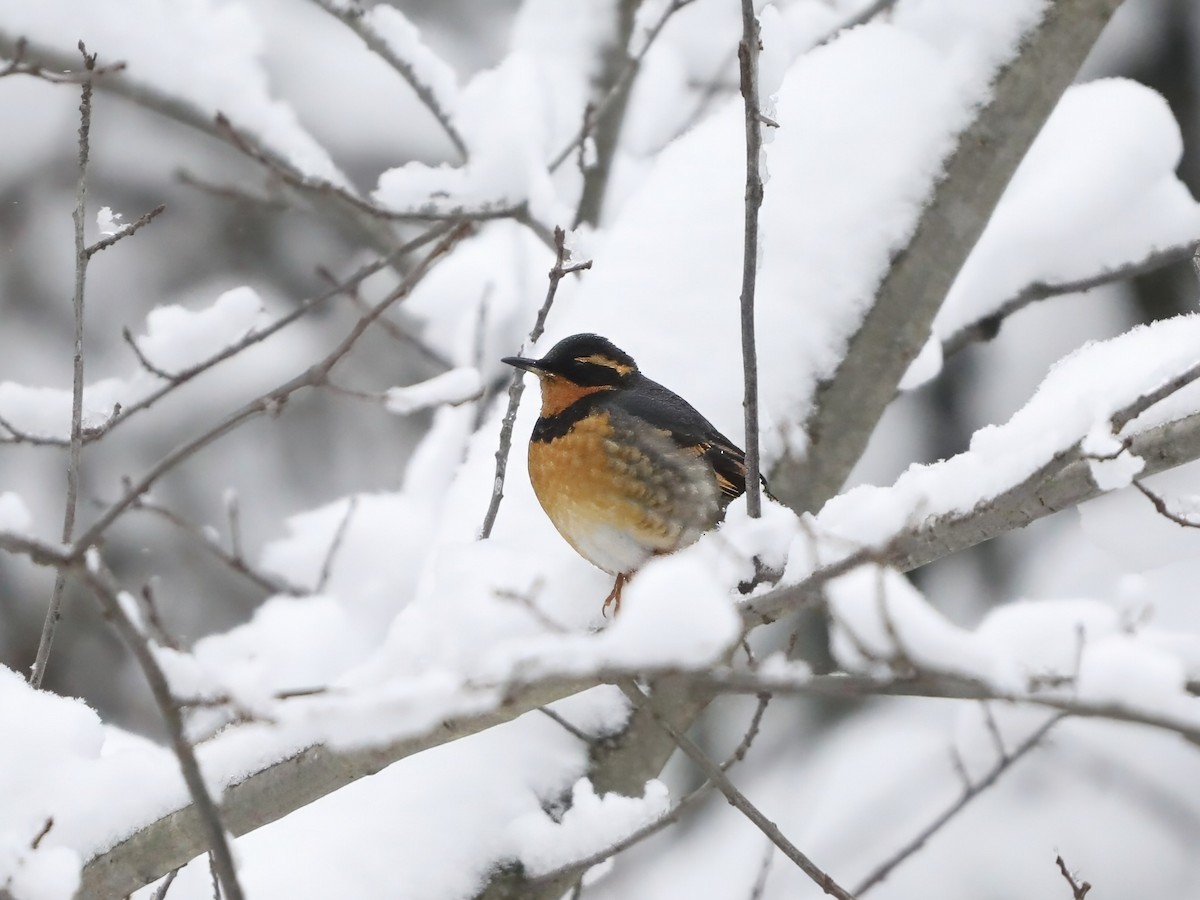 drozd pruhokřídlý - ML646242127