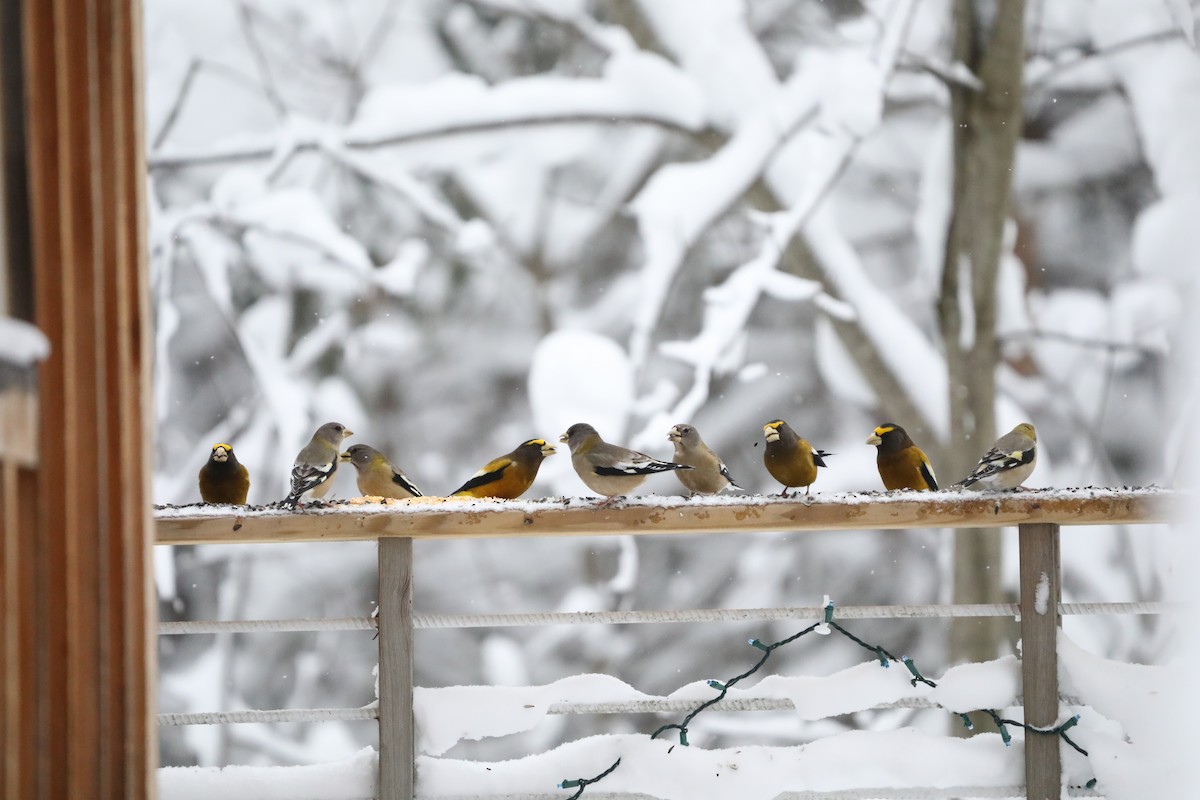 dlask žlutočelý - ML646242128