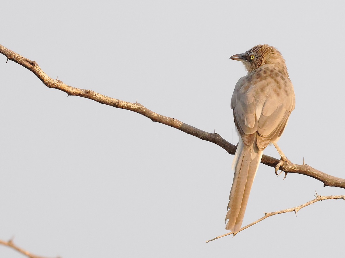 Large Gray Babbler - ML646242134